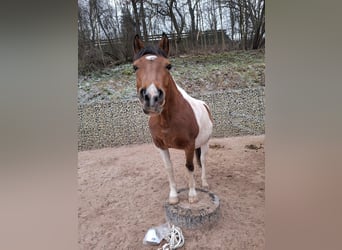 Pinto Horse, Castrone, 6 Anni, Pezzato