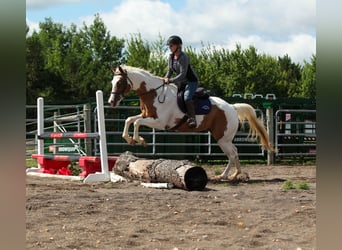 Pinto Horse, Castrone, 7 Anni, Pezzato