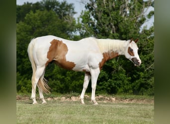 Pinto Horse, Castrone, 7 Anni, Pezzato