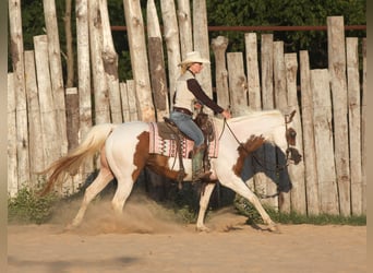 Pinto Horse, Castrone, 7 Anni, Pezzato