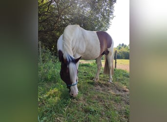 Pinto Horse, Castrone, 8 Anni, 141 cm, Pezzato