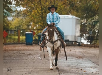 Pinto Horse, Castrone, 8 Anni, 145 cm, Pezzato