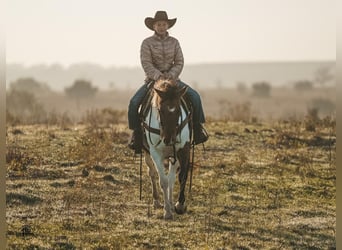 Pinto Horse, Castrone, 8 Anni, 145 cm, Pezzato