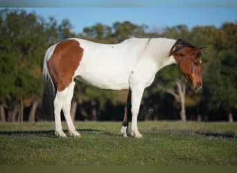 Pinto Horse, Castrone, 8 Anni, 145 cm, Pezzato