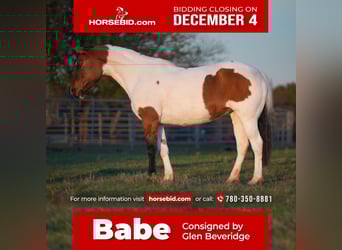 Pinto Horse, Castrone, 8 Anni, 145 cm, Pezzato