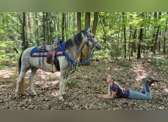 Pinto Horse, Castrone, 8 Anni, 152 cm, Pezzato