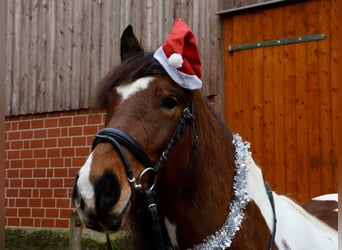 Pinto Horse Mix, Castrone, 8 Anni, 158 cm, Pezzato