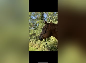 Pinto Horse, Castrone, 8 Anni, 160 cm, Sauro scuro