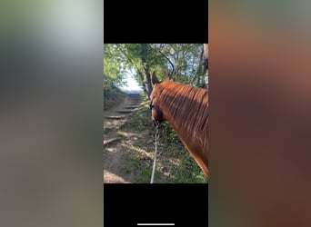 Pinto Horse, Castrone, 8 Anni, 160 cm, Sauro scuro