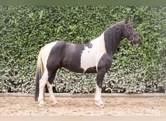 Pinto Horse, Castrone, 8 Anni, 165 cm, Pezzato