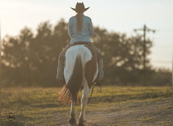 Pinto Horse, Castrone, 9 Anni, 145 cm, Pezzato