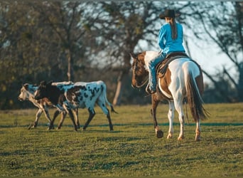 Pinto Horse, Castrone, 9 Anni, 145 cm, Pezzato