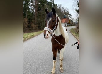 Pinto Horse, Castrone, 9 Anni, 147 cm, Pezzato