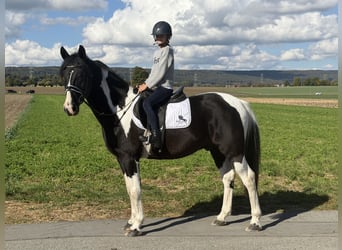 Pinto Horse Mix, Castrone, 9 Anni, 157 cm, Pezzato