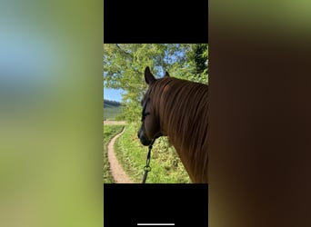 Pinto Horse, Castrone, 9 Anni, 160 cm, Sauro scuro