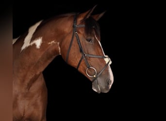 Pinto Horse Mix, Castrone, 9 Anni, 165 cm, Pezzato