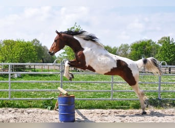 Pinto Horse, Castrone, 9 Anni, 165 cm, Pezzato