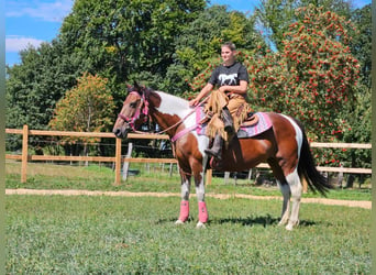 Pinto Horse, Giumenta, 10 Anni, 150 cm, Pezzato