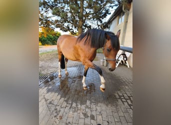 Pinto Horse, Giumenta, 10 Anni, 153 cm, Baio