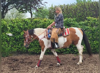 Pinto Horse, Giumenta, 10 Anni, 153 cm, Pezzato