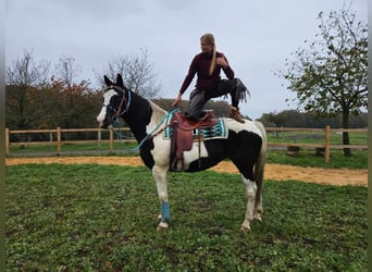 Pinto Horse, Giumenta, 10 Anni, 160 cm, Pezzato