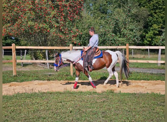 Pinto Horse, Giumenta, 11 Anni, 150 cm, Pezzato