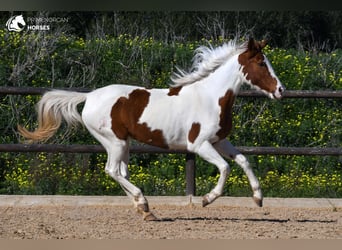 Pinto Horse Mix, Giumenta, 11 Anni, 154 cm, Pezzato