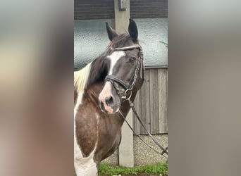 Pinto Horse, Giumenta, 11 Anni, 158 cm, Pezzato