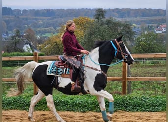 Pinto Horse, Giumenta, 11 Anni, 160 cm, Pezzato