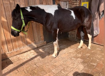 Pinto Horse, Giumenta, 12 Anni, 140 cm, Pezzato