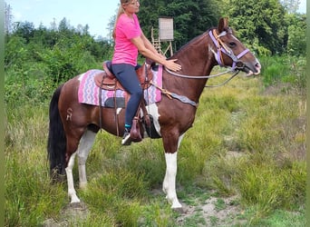 Pinto Horse, Giumenta, 12 Anni, 153 cm, Pezzato
