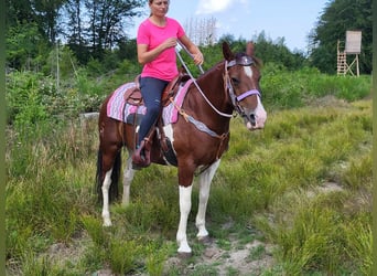 Pinto Horse, Giumenta, 12 Anni, 153 cm, Pezzato