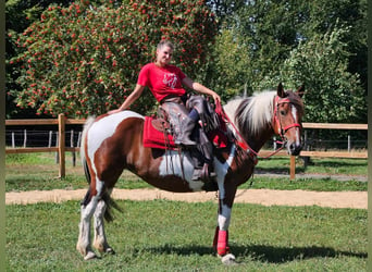 Pinto Horse, Giumenta, 12 Anni, 153 cm, Pezzato