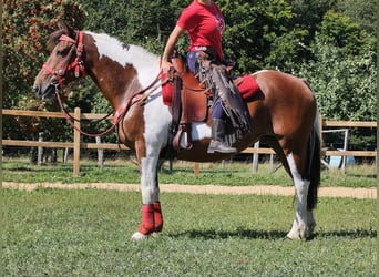 Pinto Horse, Giumenta, 12 Anni, 153 cm, Pezzato