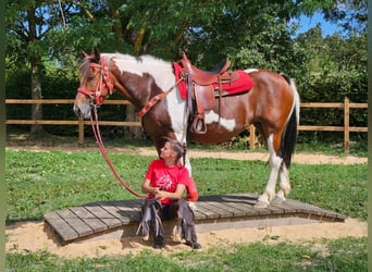 Pinto Horse, Giumenta, 12 Anni, 153 cm, Pezzato