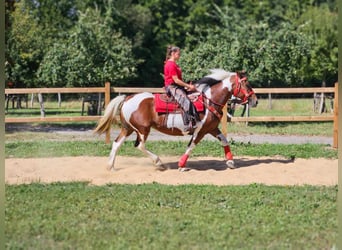 Pinto Horse, Giumenta, 12 Anni, 153 cm, Pezzato