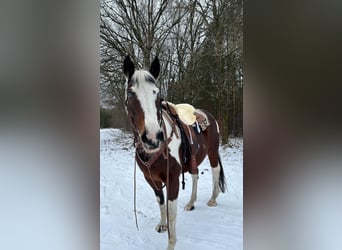 Pinto Horse, Giumenta, 12 Anni, 160 cm, Pezzato