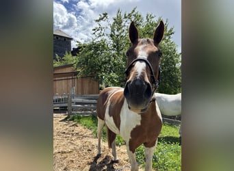 Pinto Horse, Giumenta, 12 Anni, 170 cm, Pezzato