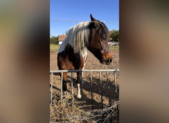 Pinto Horse, Giumenta, 13 Anni, Pezzato