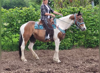 Pinto Horse, Giumenta, 14 Anni, 153 cm, Pezzato
