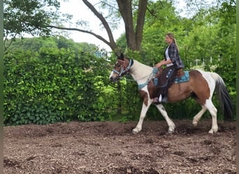 Pinto Horse, Giumenta, 14 Anni, 153 cm, Pezzato