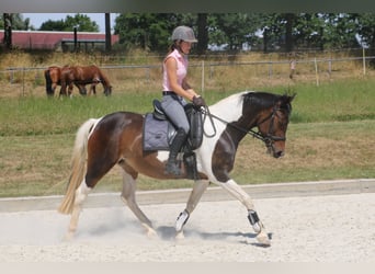 Pinto Horse, Giumenta, 14 Anni, 154 cm, Pezzato