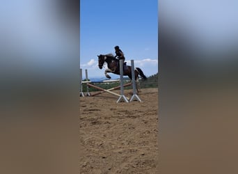 Pinto Horse Mix, Giumenta, 14 Anni, 173 cm
