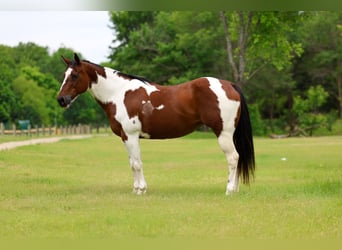 Pinto Horse, Giumenta, 14 Anni, Pezzato