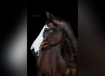 Pinto Horse, Giumenta, 15 Anni, 155 cm, Baio