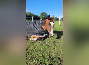 Pinto Horse, Giumenta, 15 Anni, 155 cm, Baio