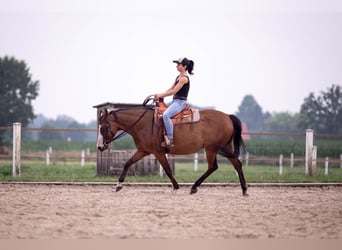 Pinto Horse, Giumenta, 15 Anni, 155 cm, Baio