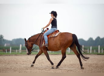 Pinto Horse, Giumenta, 15 Anni, 155 cm, Baio