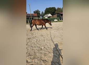 Pinto Horse, Giumenta, 15 Anni, 155 cm, Baio