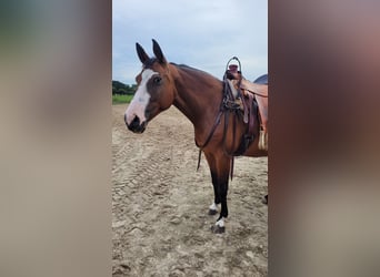 Pinto Horse, Giumenta, 15 Anni, 155 cm, Baio